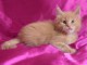 Adorable chatons Maine coon