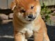 Chiots Shiba LOF DISPONIBLE DE SUITE 