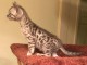 Chatons race pure bengal loof  