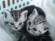 2 adorables chatons British