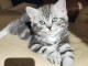 Deux chatons British shorthair