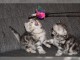 Deux chatons British shorthair en adoption