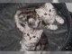 Chatons tigrés en adoption