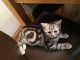 2 chatons British Shorthair