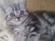 2 chatons British Shorthair