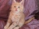 Adorable chatons Maine coon