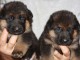 magnifiques chiots type Berger Allemand contre bon soin 