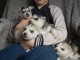 Chiots Siberian Husky A DONNER 