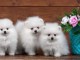 Disponible de suite magnifique chiots Spitz Nain Pomeranien 