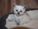 disponible de suite chatons de type sacre Birmanie