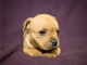 A donner Chiots staffordshire bull terrier