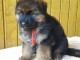 Chiots berger allemand LOOF