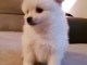 A donner chiots spitz nain