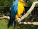 Disponible magnifique perroquet ara ararauna