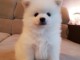 A donner chiots spitz nain