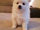 A donner chiots spitz nain