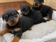 Magnifique chiots Rottweiler lof