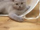 A donner chatons british shorthair