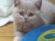 A donner chatons british shorthair