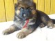 Chiots berger allemand LOOF