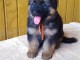 Chiots berger allemand LOOF