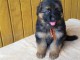 Chiots berger allemand LOOF