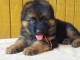 Chiots berger allemand LOOF