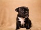 A donner Chiots staffordshire bull terrier