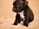 A donner Chiots staffordshire bull terrier