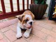 A donner chiots bulldog anglais 