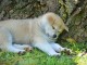  Chiots akita inu lof a donner