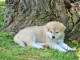 Chiots akita inu lof a donner