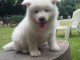 Chiots akita inu lof a donner