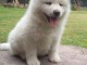 Chiots akita inu lof a donner