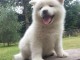 Chiots akita inu lof a donner