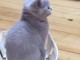 A donner chatons british shorthair