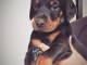 Chiot Dobermann adorable