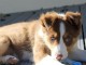 Chiots Border Collie adorable