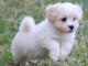 Magnifiques chiots bichon havanais à donner