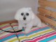 Chiot Bichon frise Sympa