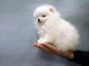 SPITZ POMERANIAN type NOUNOURS