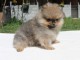 SPITZ POMERANIAN type NOUNOURS