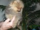 SPITZ POMERANIAN type NOUNOURS