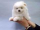 SPITZ POMERANIAN type NOUNOURS