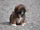 Chiots shih tzu disponibles tout de suite!