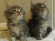 chaton maine coon non loof