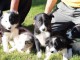 Adorable chiots  Border Collie