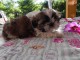 Chiots shih tzu disponibles tout de suite!