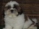 Chiots shih tzu disponibles tout de suite!