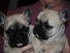 chiots type bouledogue français